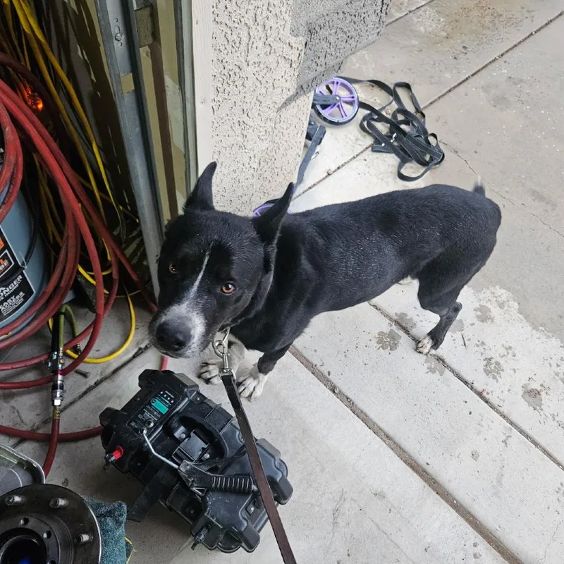 An adult small-sized male Husky dog named A.j. for adoption in Carlin, NV