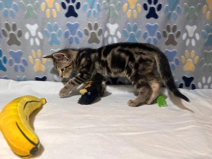 A baby small-sized male Domestic Short Hair cat named Ferris for adoption in Goodlettsville, TN