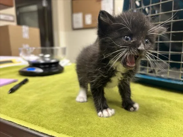 A baby small-sized male Domestic Short Hair cat named Eepy for adoption in Chapel Hill, NC