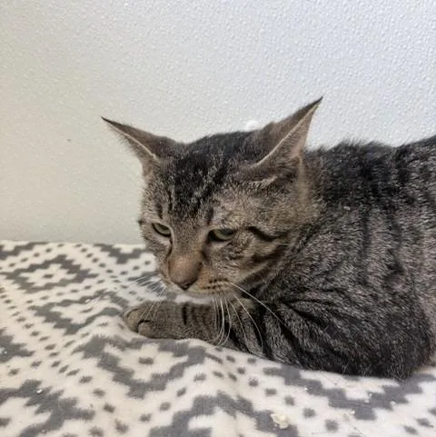 A baby large-sized male Domestic Short Hair cat named Dougie for adoption in Ogdensburg, NY