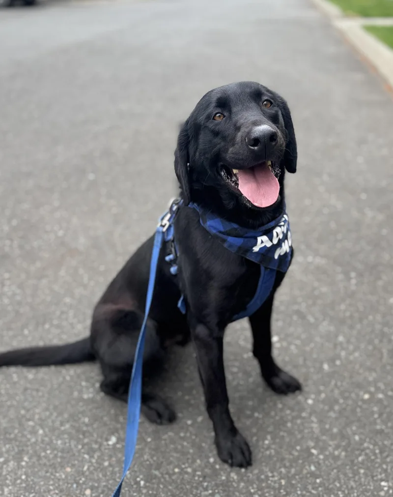 An adult large-sized male Black Labrador Retriever dog named Elvis for adoption in lynnwood , WA
