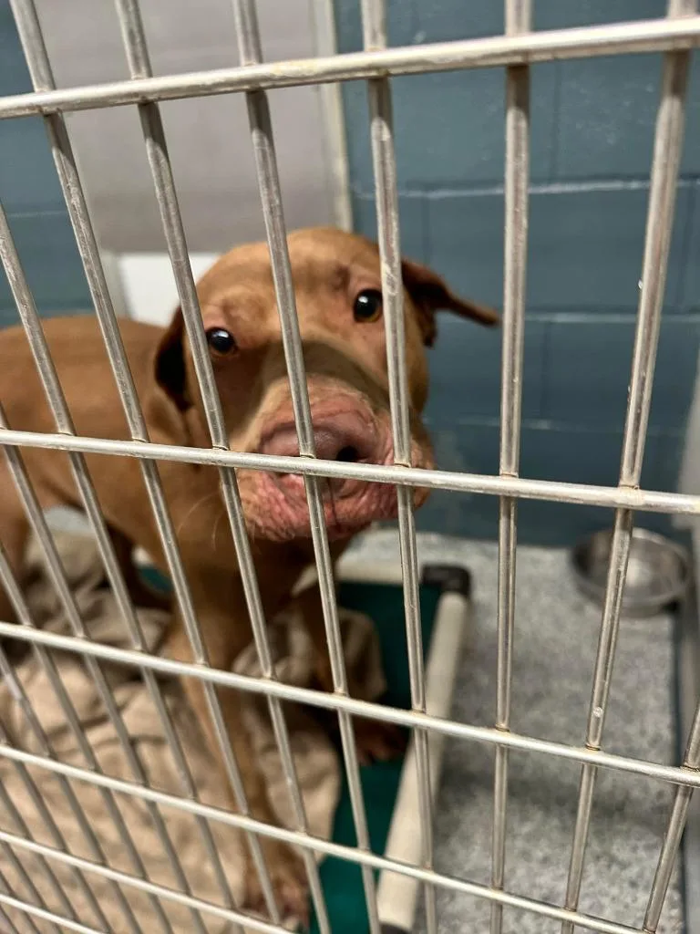 A young large-sized female Weimaraner dog named Winona for adoption in Sidney, NY