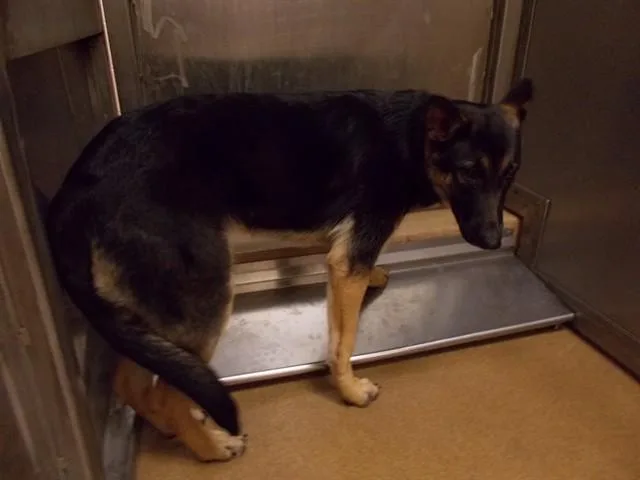 A young small-sized female German Shepherd Dog dog named Isa for adoption in Martinez, CA