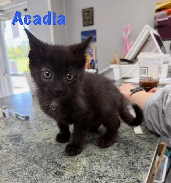 A baby medium-sized male Black Domestic Short Hair cat named Acadia for adoption in Bryan, OH