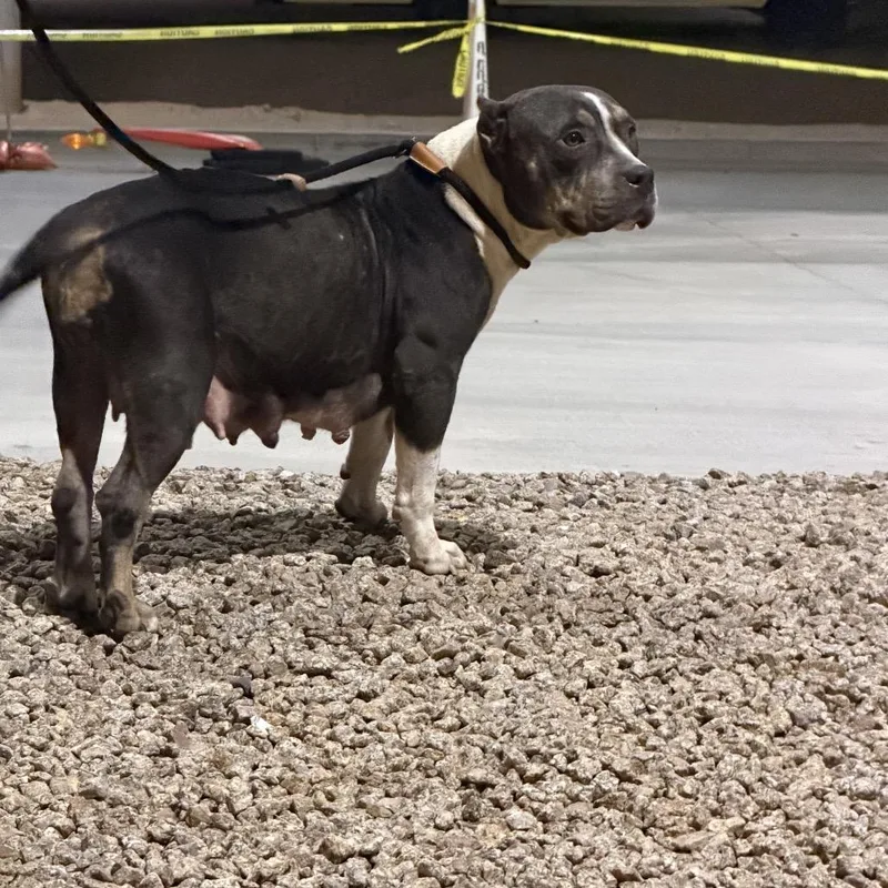 An adult medium-sized female White / Cream Staffordshire Bull Terrier dog named Nibbles for adoption in LOXAHATCHEE, FL