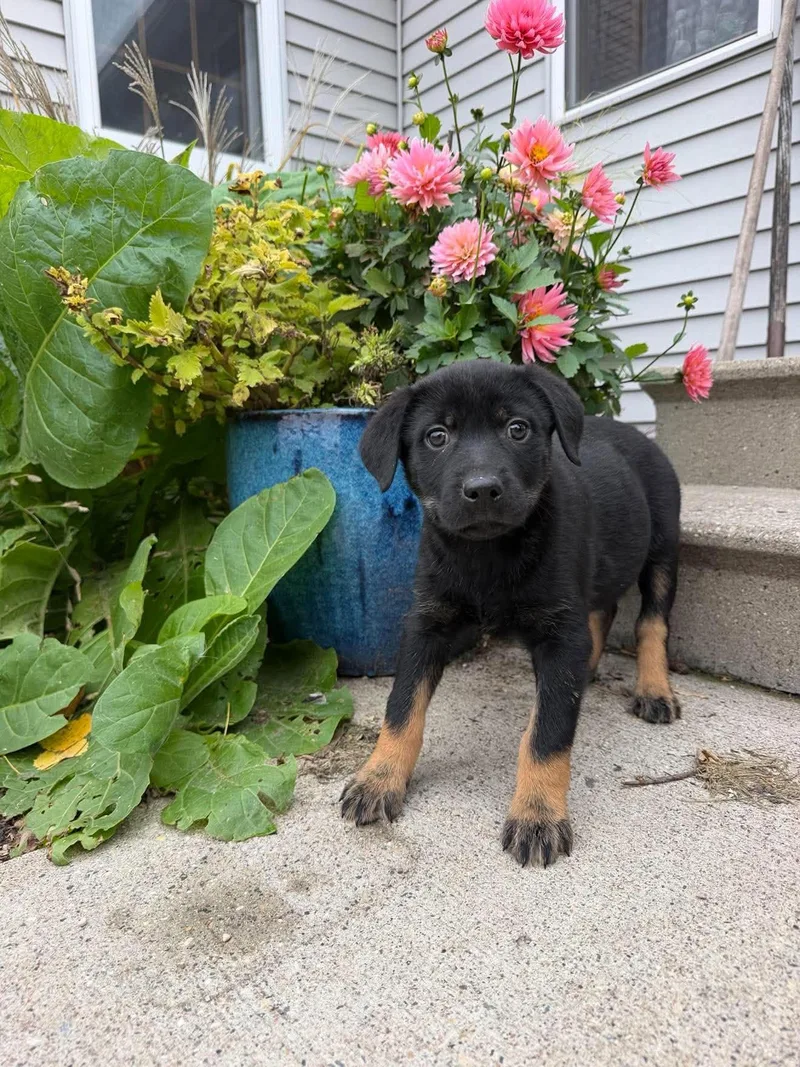 A baby medium-sized male Cattle Dog named Monster Cookie for adoption in Grand Forks, ND