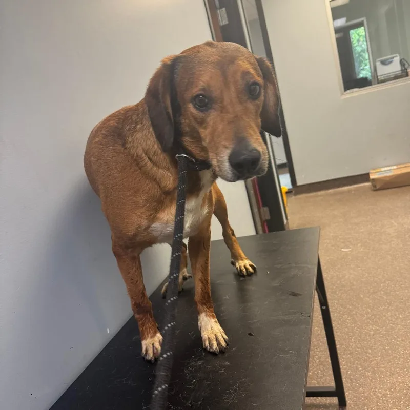 An adult medium-sized male Yellow / Tan / Blond / Fawn Mixed Breed dog named Tonka for adoption in Columbus, GA