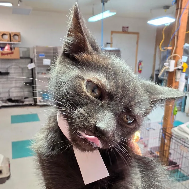 A baby small-sized female Black Domestic Short Hair cat named Cherry Jam for adoption in Leander, TX