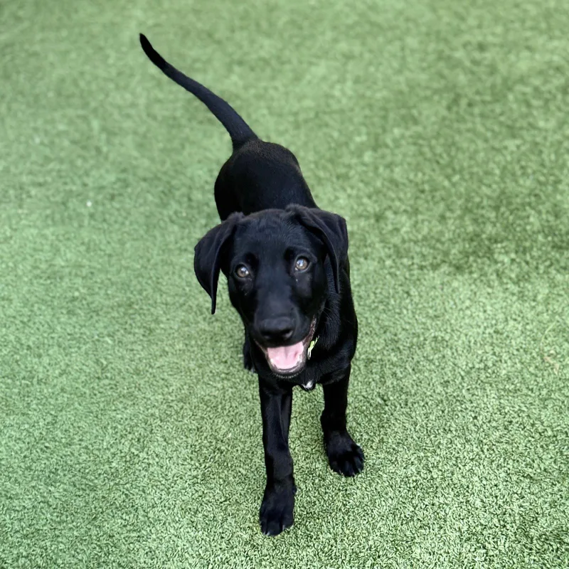 A baby large-sized male Labrador Retriever dog named Elton Song for adoption in Fort Worth, TX