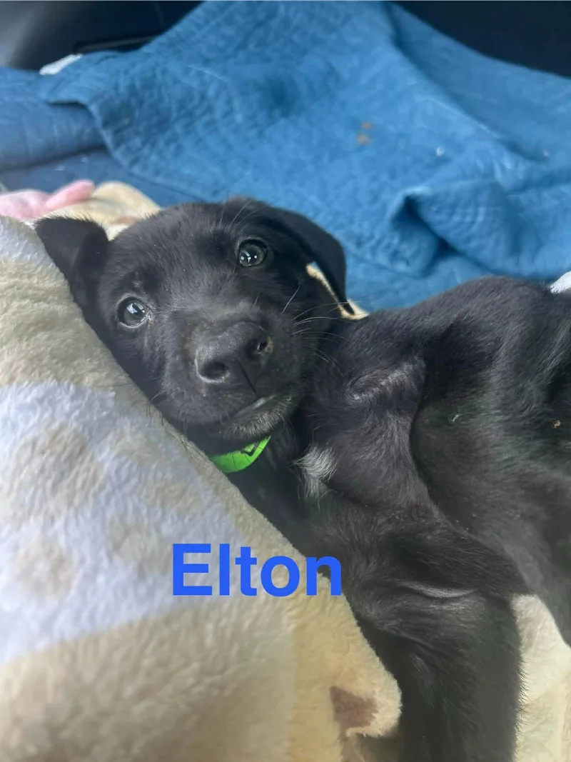 Elton Song thumbnail 3