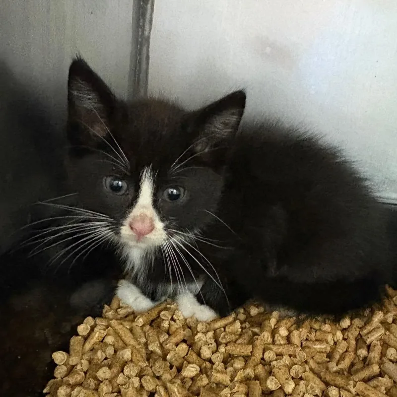A baby small-sized male Black Domestic Short Hair cat named Sardine for adoption in Pasadena , MD