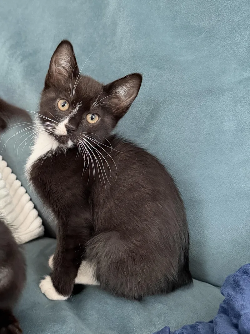 A baby medium-sized female Black Domestic Short Hair cat named Marigold And Indigo for adoption in Seattle, WA