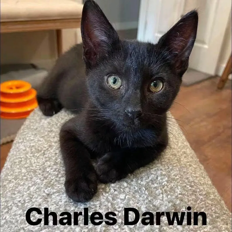 A baby medium-sized male Bombay cat named Charles Darwin for adoption in Concord, CA
