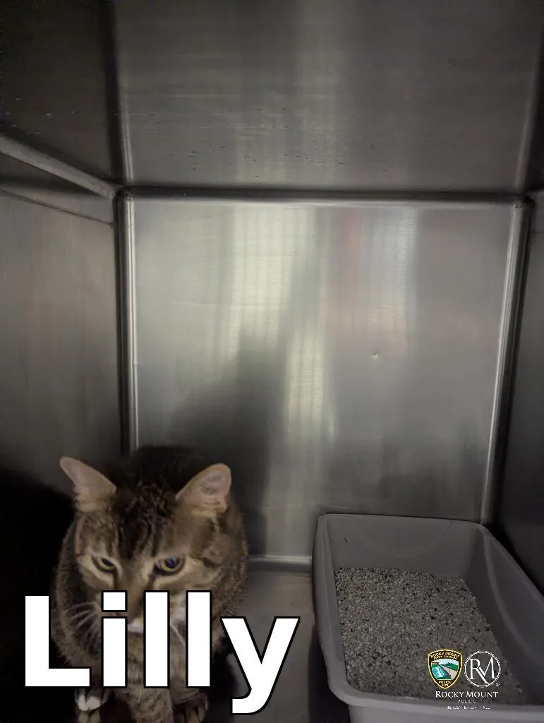 An adult medium-sized female Domestic Short Hair cat named Lilly for adoption in Rocky Mount, NC