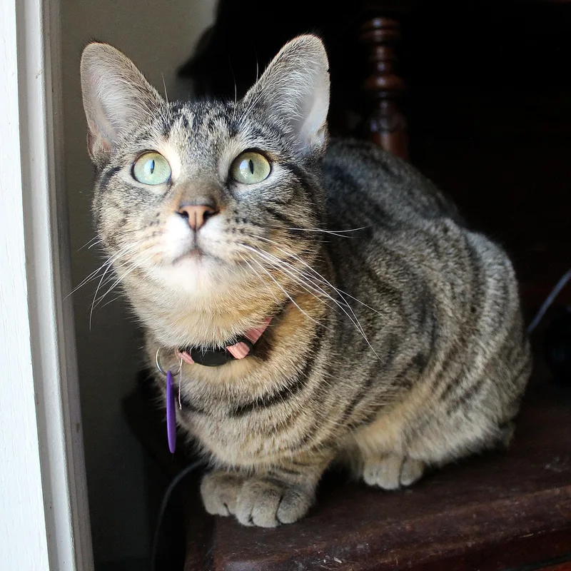 A young medium-sized female Tabby (Brown / Chocolate) Domestic Short Hair cat named Jane for adoption in Guthrie, OK