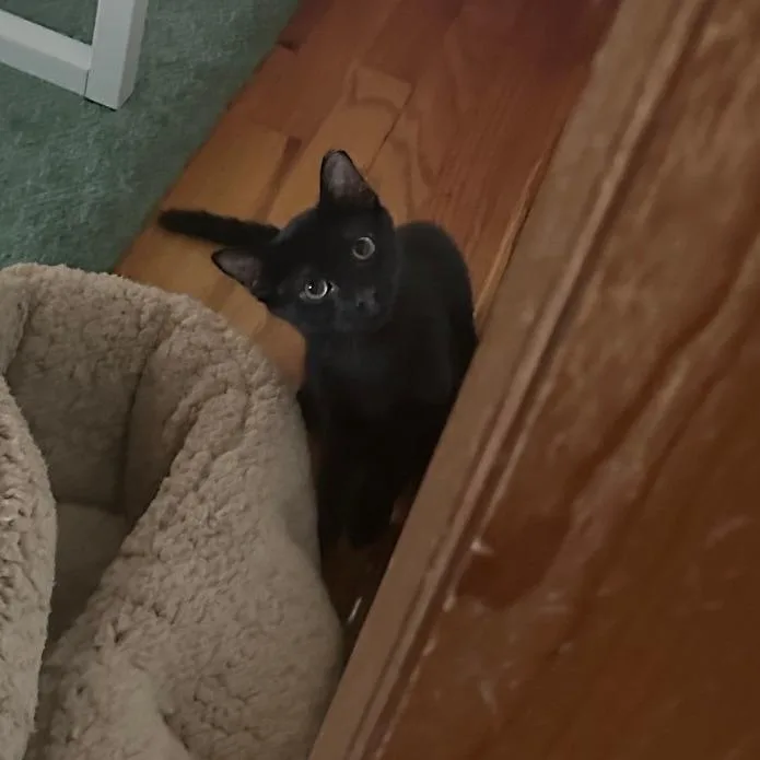 A baby small-sized male Black Domestic Short Hair cat named Tiger for adoption in Durham, NC