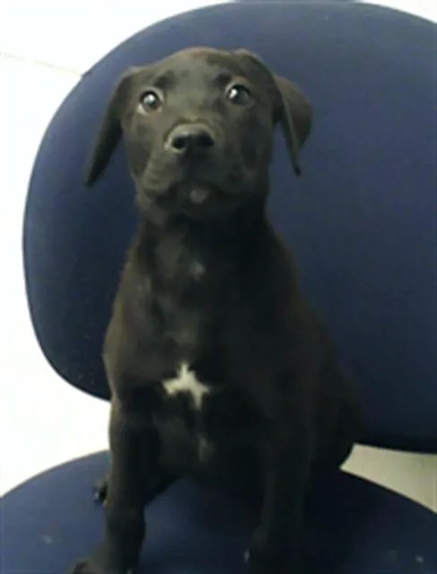 A baby small-sized female Pit Bull Terrier dog named A for adoption in Fayetteville, NC
