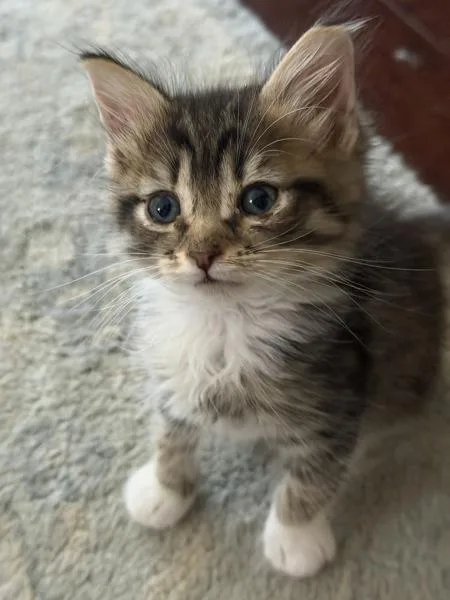 A baby small-sized female Domestic Short Hair cat named Savy for adoption in Vallejo, CA