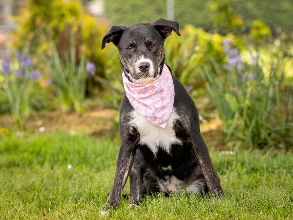 A young large-sized female Labrador Retriever dog named Tiffany for adoption in Portland, OR