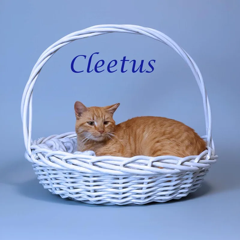 Cleetus C thumbnail 2