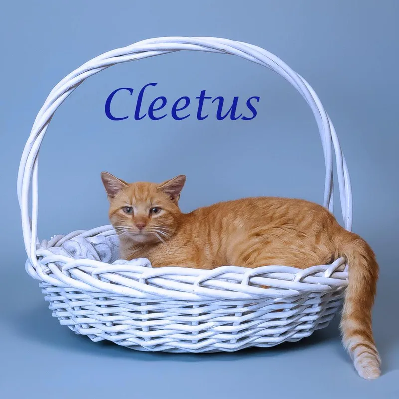 Cleetus C thumbnail 3