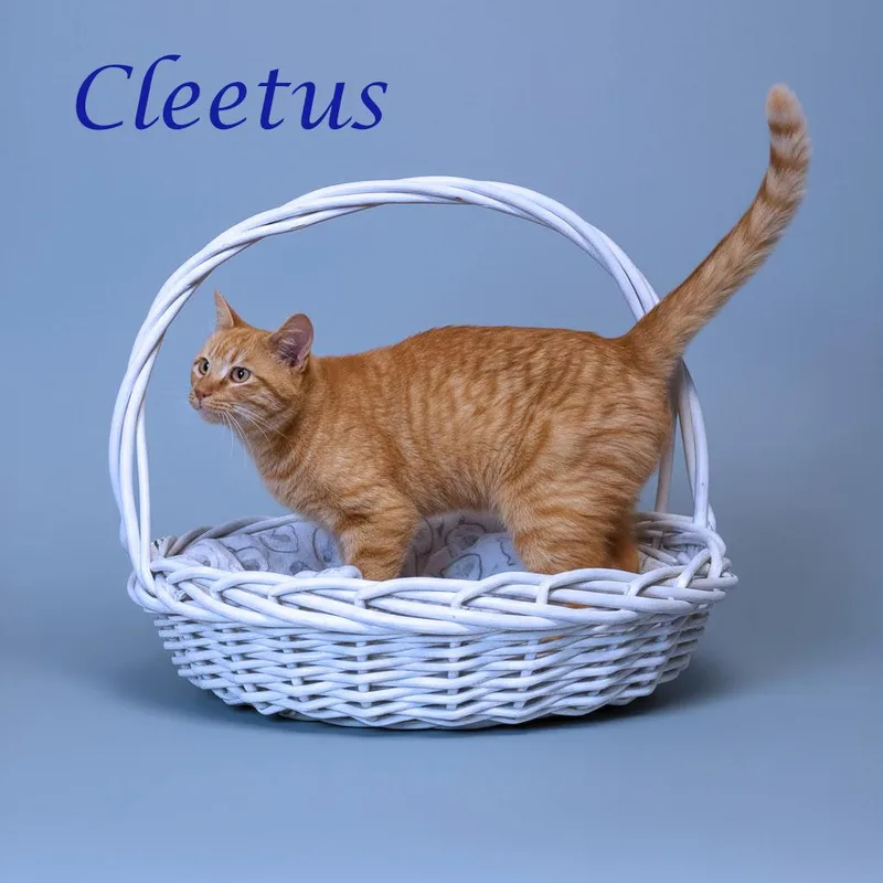 Cleetus C thumbnail 4