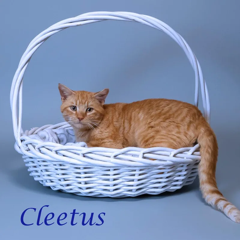 Cleetus C thumbnail 5