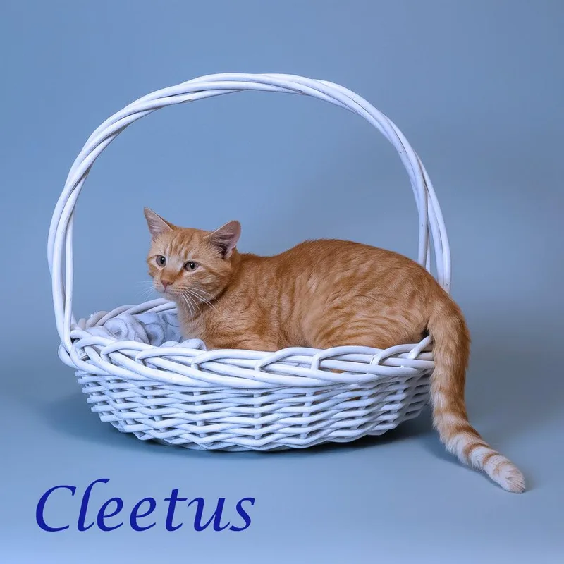 Cleetus C thumbnail 6