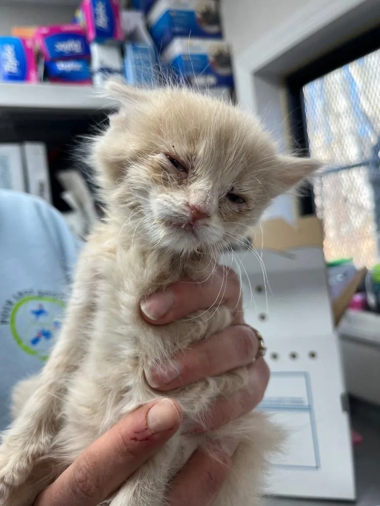 A baby medium-sized male Domestic Medium Hair cat named Ollie for adoption in Pomona, NY