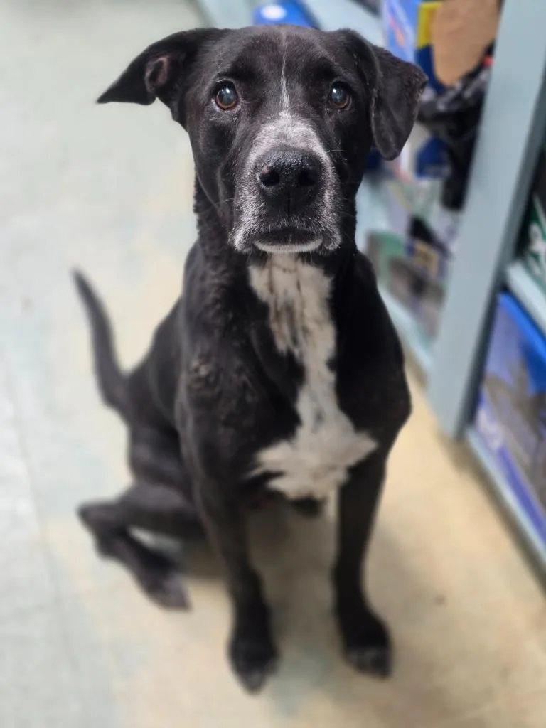 A senior medium-sized male German Shorthaired Pointer dog named Emeril for adoption in Danielsville, GA