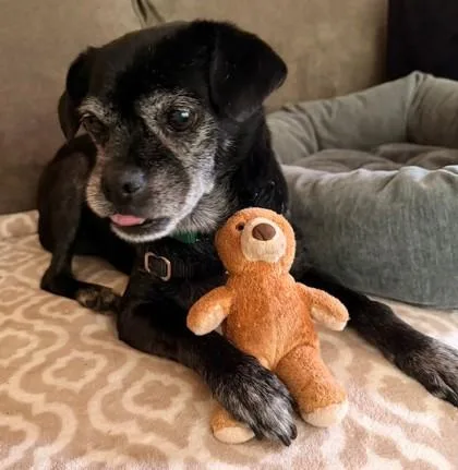 A senior small-sized male Pug dog named Marcus for adoption in Bellevue, WA
