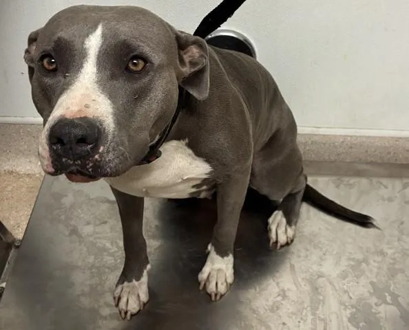 A young large-sized female Pit Bull Terrier dog named Penelope for adoption in Bakersfield, CA