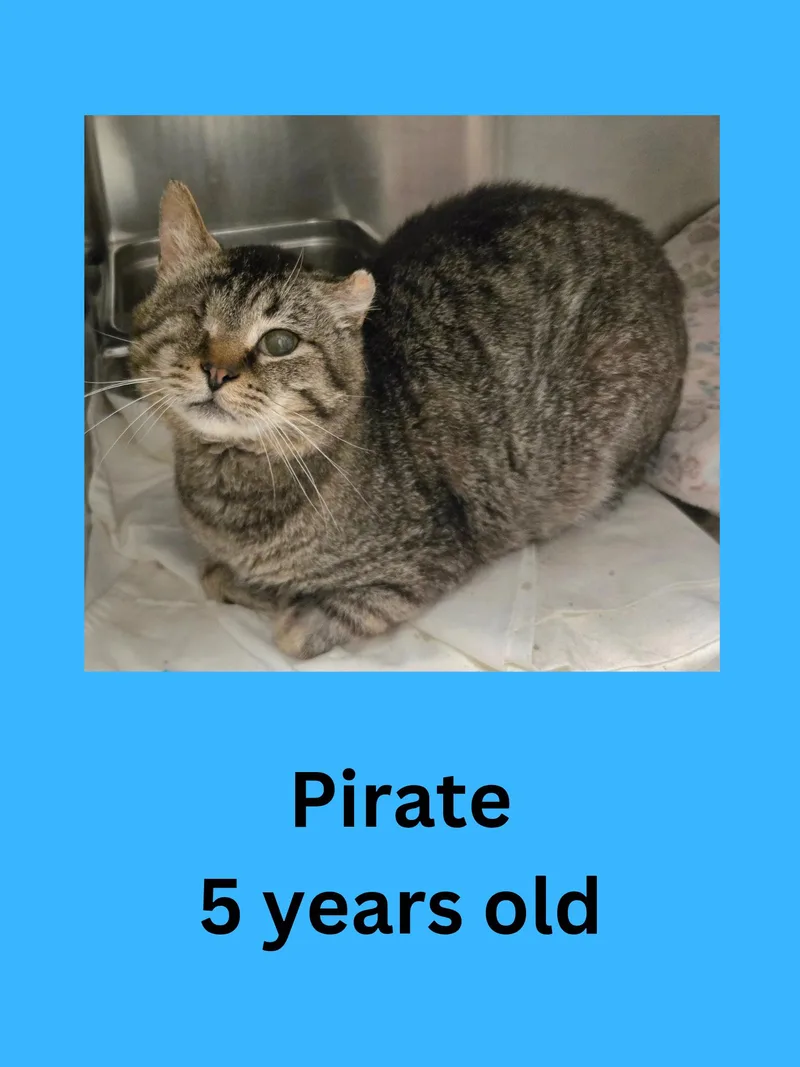 An adult medium-sized male Tabby (Gray / Blue / Silver) Domestic Short Hair cat named Pirate for adoption in Ravenna, OH