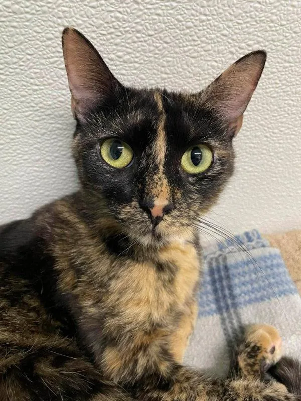 A young medium-sized female Domestic Short Hair cat named Sassy for adoption in Gonic, NH
