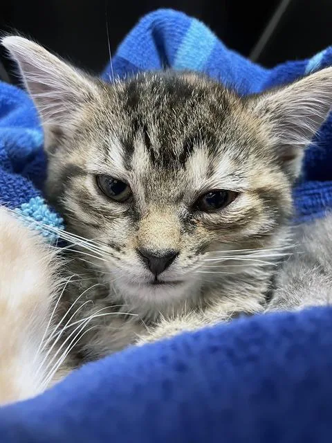 A baby medium-sized female Tabby (Brown / Chocolate) Domestic Short Hair cat named Kale for adoption in Nashville, TN