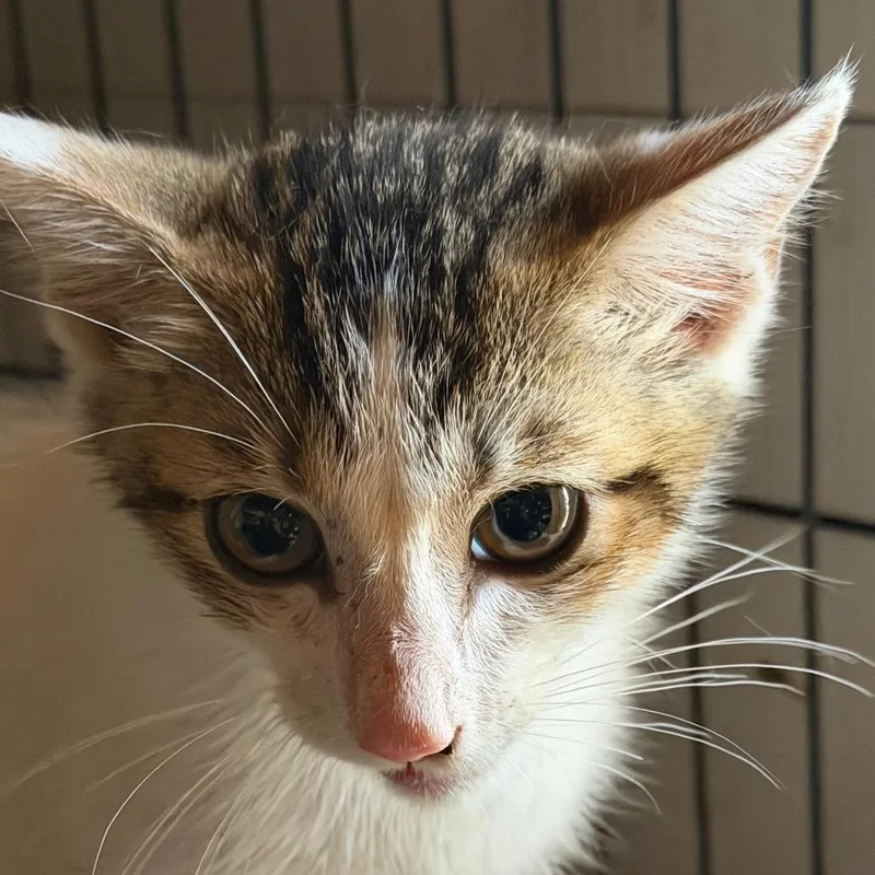 A baby small-sized female American Shorthair cat named Tator for adoption in mount vernon, AR