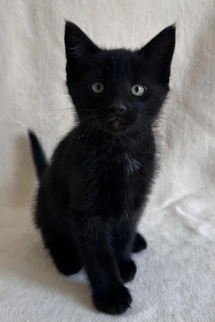 A young medium-sized male Domestic Short Hair cat named Dennis for adoption in Buffalo, MN