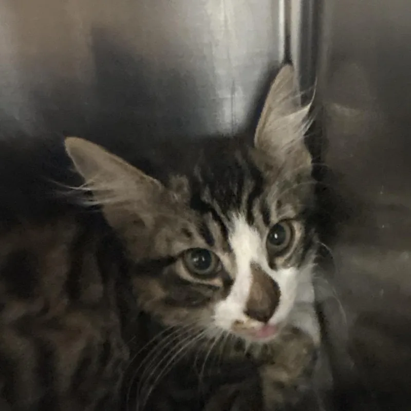 A baby small-sized male Brown / Chocolate Domestic Medium Hair cat named Sam for adoption in West Palm Beach, FL