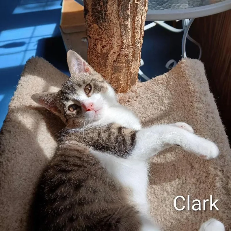 Clark thumbnail 2