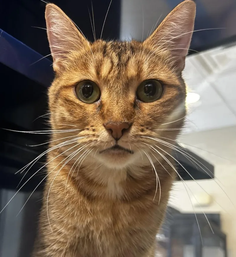 A young large-sized female Domestic Short Hair cat named Pixie for adoption in Little Elm, TX