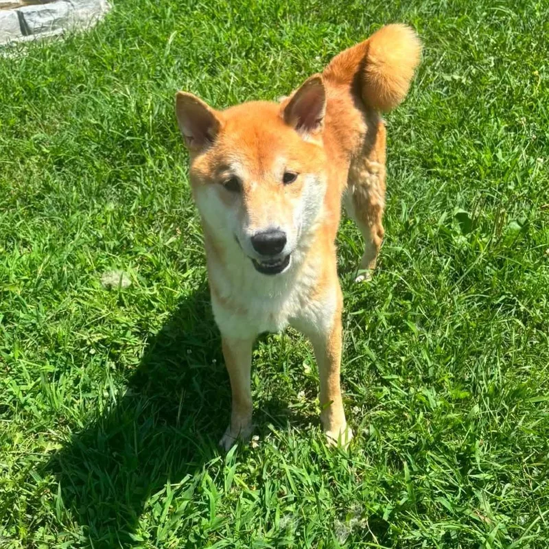 An adult small-sized male Brown / Chocolate Shiba Inu dog named Max for adoption in Waynesboro, PA
