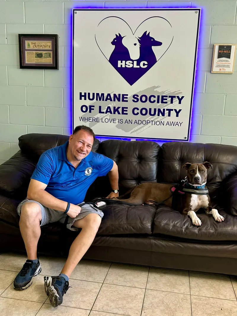 An adult medium-sized male Brindle Terrier dog named Blaze for adoption in Umatilla, FL