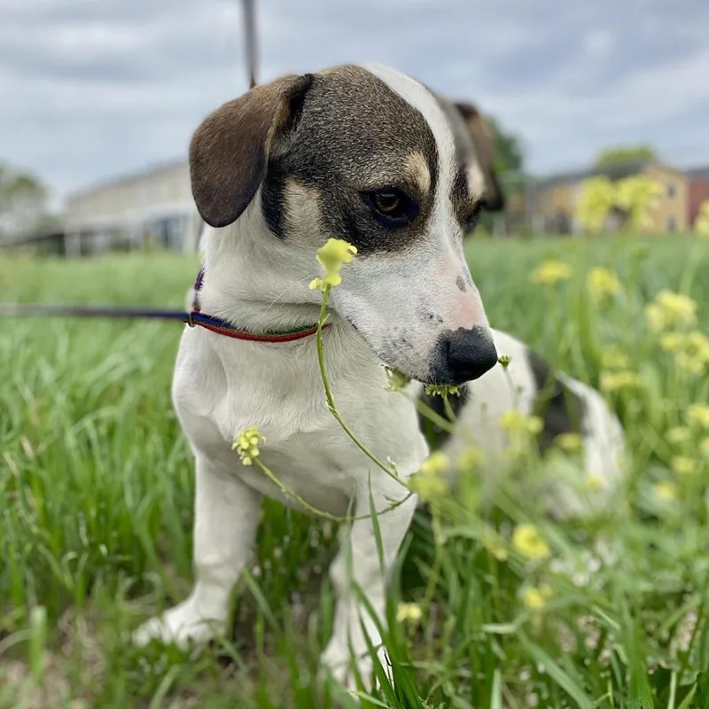 A young small-sized female White / Cream Dachshund dog named Daphne for adoption in Wimberley, TX