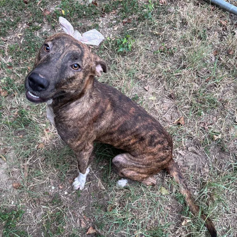 A young medium-sized female Brindle Shepherd dog named Sandler for adoption in Pittsburgh, PA