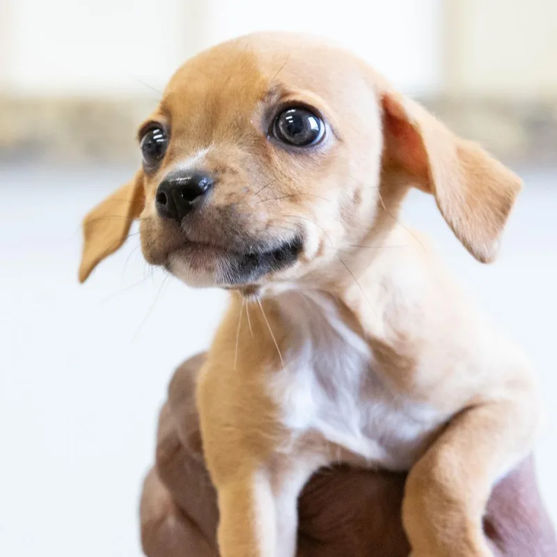 A baby small-sized female Yellow / Tan / Blond / Fawn Mixed Breed dog named Gertie for adoption in Cartersville, GA
