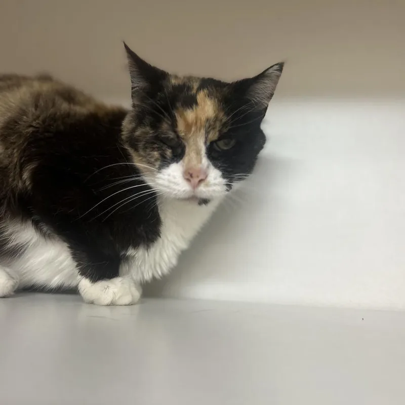 A senior medium-sized female Black Domestic Short Hair cat named Kali for adoption in Troy, IL