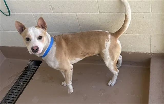 A young medium-sized male Pit Bull Terrier dog named Tanner for adoption in Thousand Palms, CA