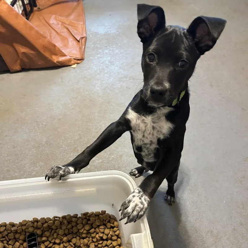 A baby medium-sized male Black Terrier dog named Midoriya JC for adoption in Austin, TX