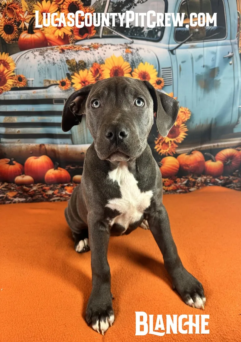 A baby medium-sized female Gray / Blue / Silver Pit Bull Terrier dog named Blanche for adoption in Toledo, OH