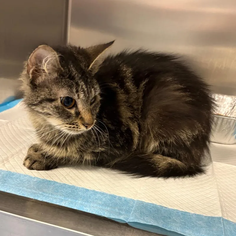 An adult medium-sized female Domestic Short Hair cat named Taco for adoption in Greensboro, NC